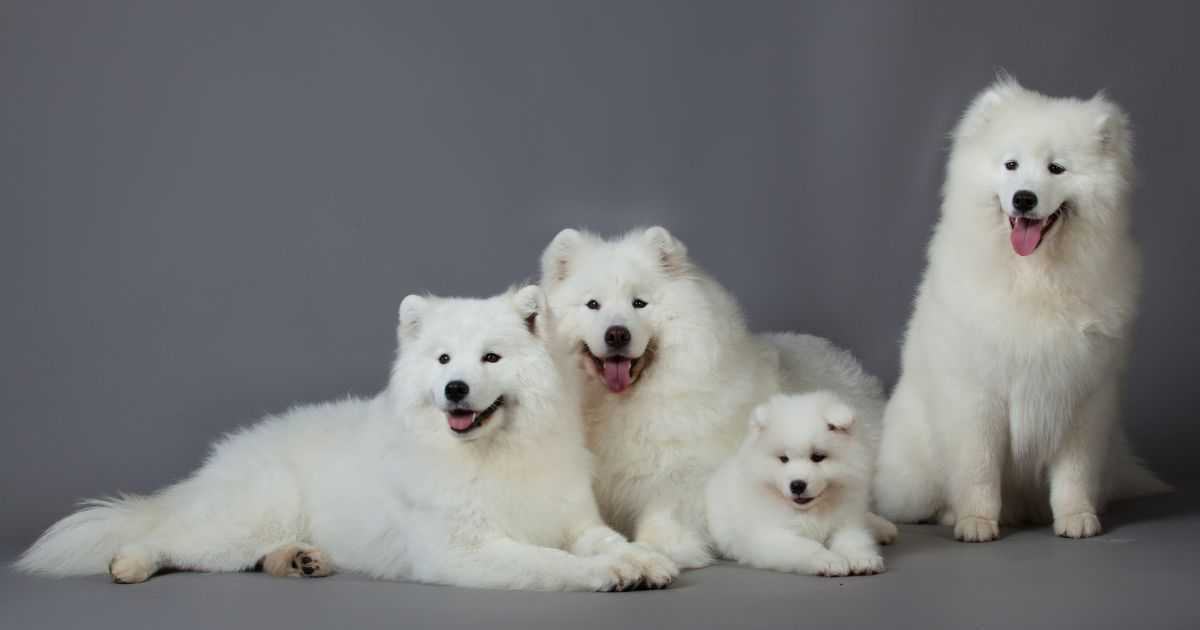 Samoieda: A História por Trás da Raça