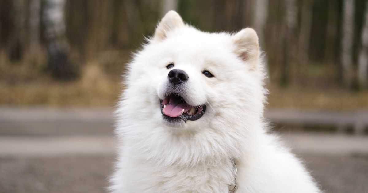 Raça Samoieda: Cuidados e Dicas Essenciais